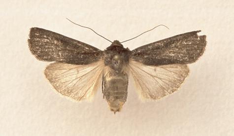 adumbrata1.jpg (16392 bytes)