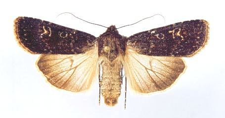 E. adumbrata