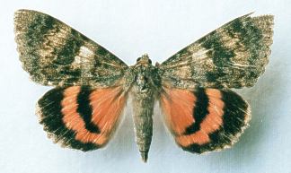 C. elocata