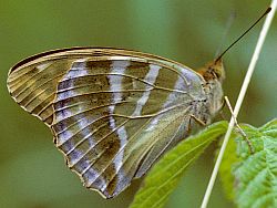 Foto: Tom Nygaard Kristensen