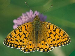 Foto: Klaus Hermansen