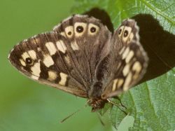 Foto: Tom Nygaard Kristensen