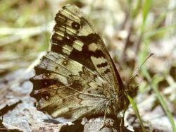 Foto: Tom Nygaard Kristensen