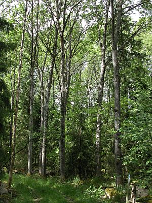 Skov af bævreasp i Sverige