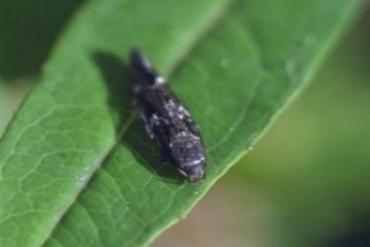 mompha imago.jpg (90140 bytes)