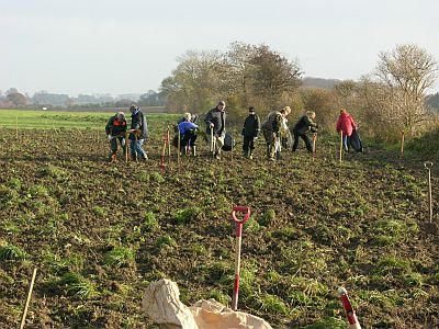 De 1500 træer sættes i rækker